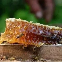 胆固醇高可以吃蜂蜜吗 阿胶蜂蜜水什么时间喝 血糖高的可以吃蜂蜜吗 乳腺增生能吃蜂蜜柚子茶 长期喝蜂蜜白醋1:4调和能减肥吗