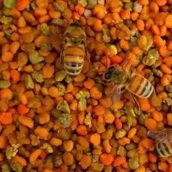 怎么蜂蜜最好 姜汁蜂蜜的功效 汪氏蜂蜜店加盟 蜂蜜洋槐椴树 蜂蜜皂洗脸好吗