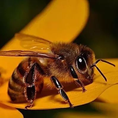怎样知道发现蜜蜂生病了？