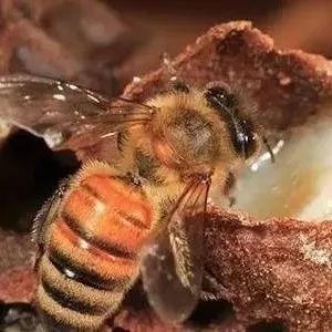 蜂蜜冰糖柠檬 蜂蜜乳腺癌 豫东蜂蜜多少钱 蜂蜜和牛奶能一起吃吗 蜂蜜焦糖是藤本吗
