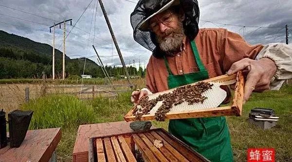 养蜂人为啥能长寿 ？“秘密”在此！