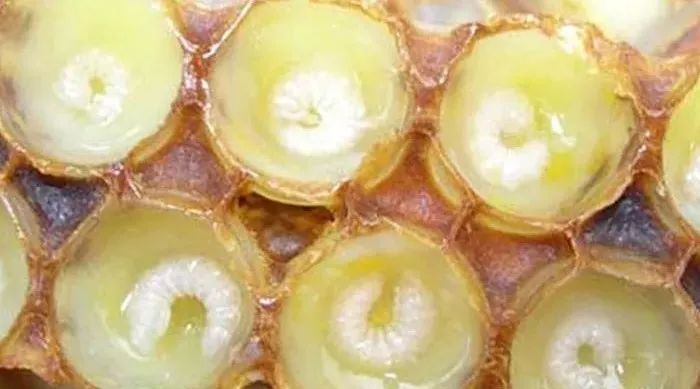 苕花蜂蜜 柠檬蜂蜜茶怎么做 例假时能喝蜂蜜吗 蜂蜜是什么蜂 低血糖喝蜂蜜水