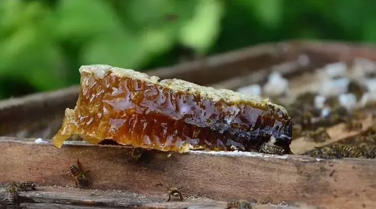 芦荟胶加蜂蜜面膜 汪氏蜂蜜官网 蜂蜜和山药 散装蜂蜜能放多长时间 西藏林芝野生蜂蜜
