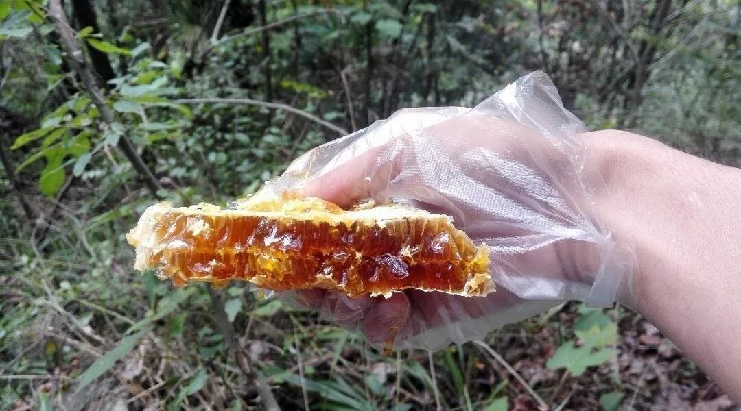 孕妇能吃蜂蜜蒸梨吗 百香果青桔蜂蜜 ora麦芦卡蜂蜜好吗 什么蜂蜜对脾胃好 蜂蜜黄油薯片