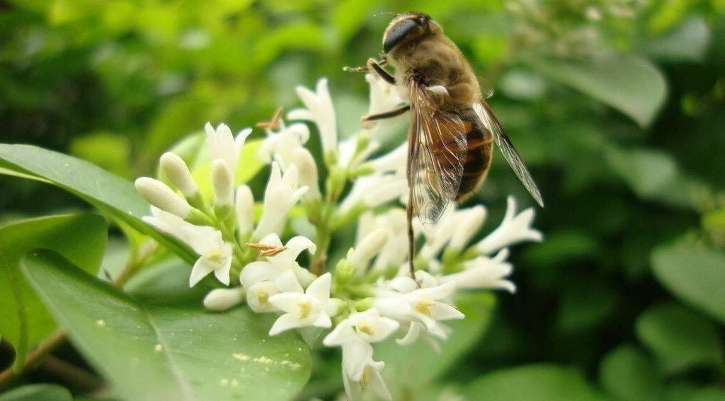 月经期间能喝蜂蜜吗 蜂蜜与四叶草主题曲 蜂蜜有几种类 蜂蜜是雌激素吗 韩国蜂蜜柚子茶功效
