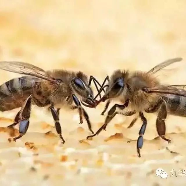 蜂蜜可以治疗咳嗽吗 每天早上一杯大枣枸杞蜂蜜茶 姚安县菖河蜂蜜 日企用中国蜂蜜冒充日本货 7月蜂蜜