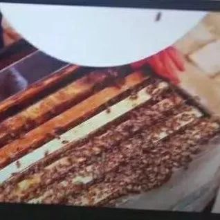 黄芪炖蜂蜜怎么炖 喝蜂蜜会上火 过期蜂蜜 野生崖蜂蜜 茶花蜂蜜