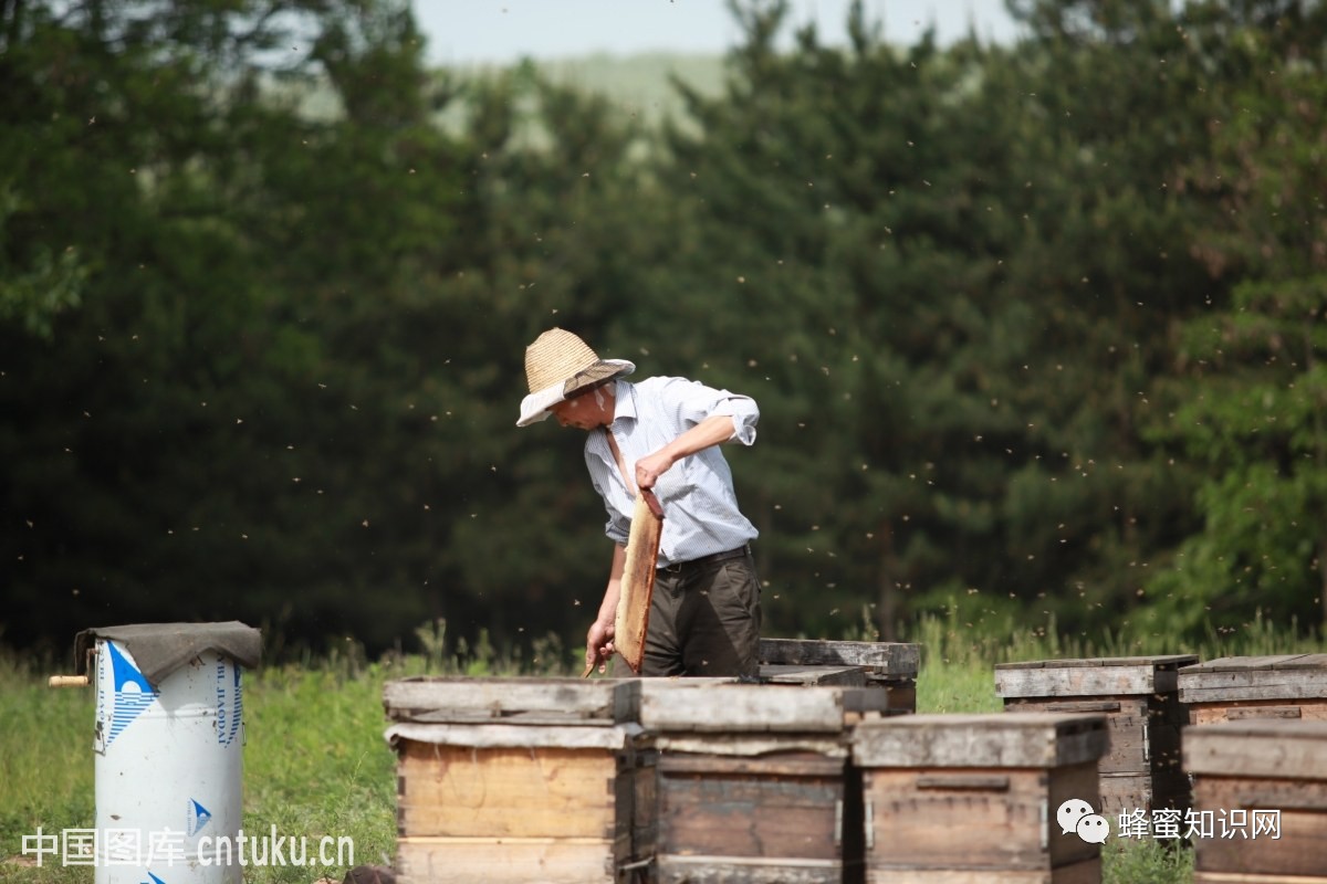蜂农的主场：良心蜂农互动活动第二期报名征集中