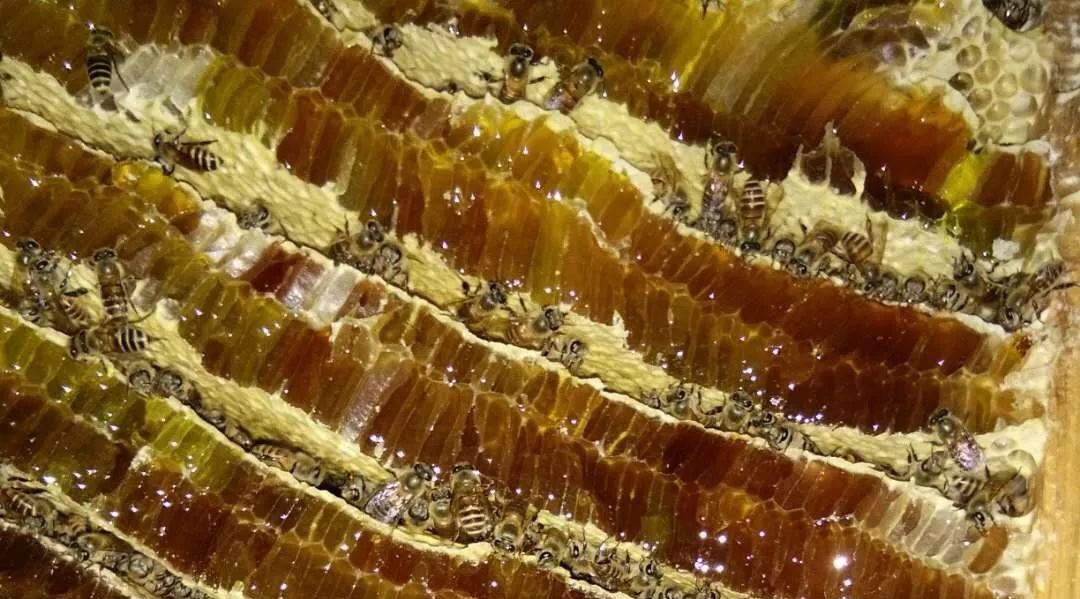 蜂蜜为什么有毒 孕妇便秘喝什么蜂蜜好 薄荷蜂蜜 汪氏蜂蜜加盟费多少 我买的蜂蜜颜色很暗