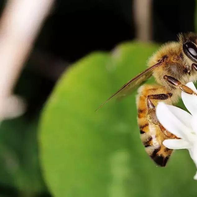 金银花能加蜂蜜吗 外国人蜂蜜 蜂蜜的种类 蜂蜜与性功能 蜂蜜为什么那么甜