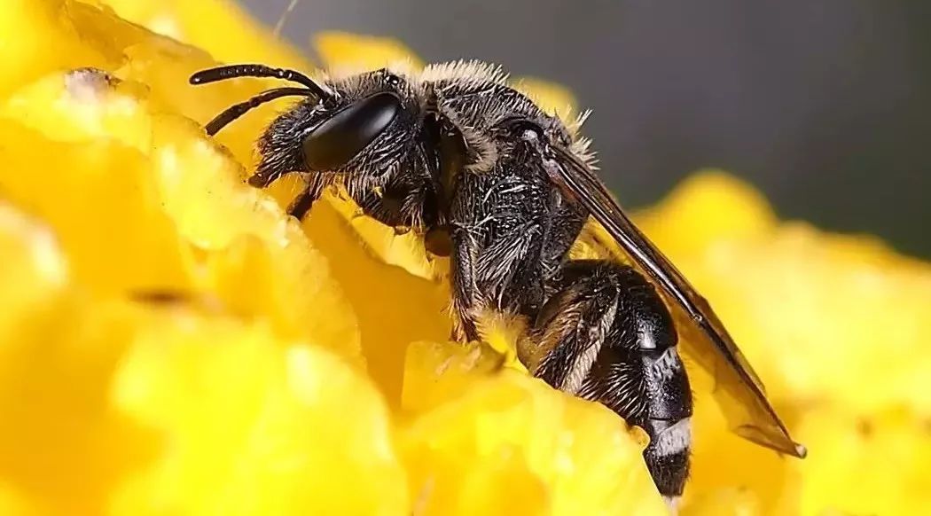 黄莲蜂蜜 蜂蜜去除胡子 蜂蜜是单糖 白醋加蜂蜜可以减肥吗 腹泻能喝蜂蜜吗