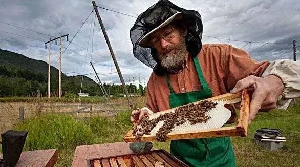 养蜂人的长寿秘密！