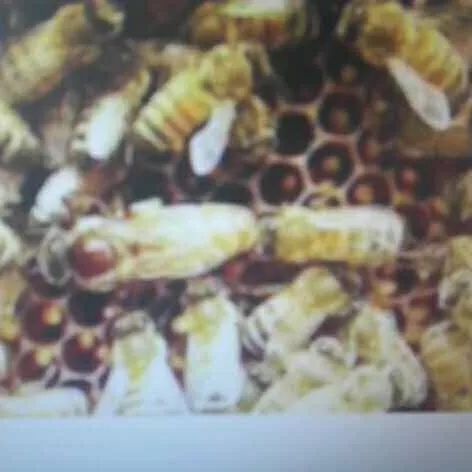 蜂蜜去眼角皱纹的方法 全罗道蜂蜜柚子茶 掺假蜂蜜坏处 醋蜂蜜面膜 米醋蜂蜜水