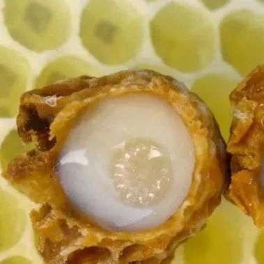 蜂蜜美容养颜 嘴唇干裂涂蜂蜜 蜂蜜面膜怎么做祛痘 炖鸡放蜂蜜产妇可以吗 蜂蜜夏天胀瓶子