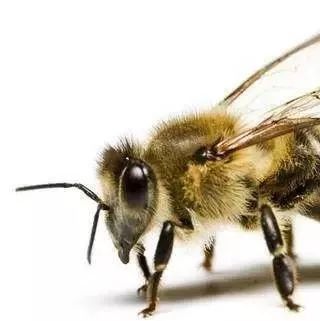 赞美蜜蜂的诗句？