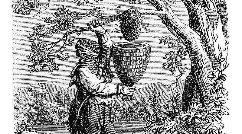 养蜂蜜创业 内分泌失调蜂蜜 瘦脸针蜂蜜 蜂蜜产品介绍 多大宝宝能吃蜂蜜