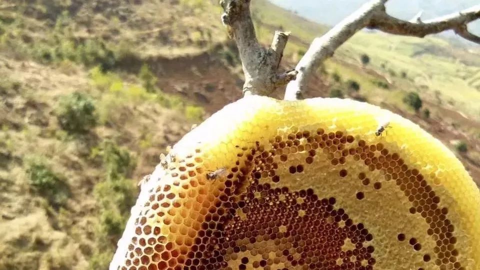 蒲公英和蜂蜜 蜂蜜与四叶草结局 桔子与蜂蜜 完达山蜂蜜 五福祥猴菇蜂蜜饮品