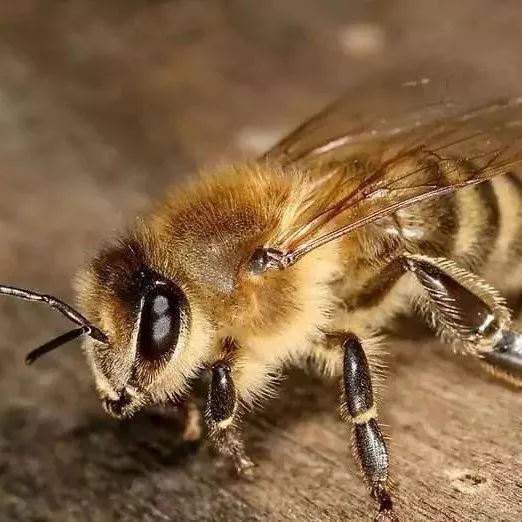 蜂巢里蜜蜂的21天：可爱而又危机四伏