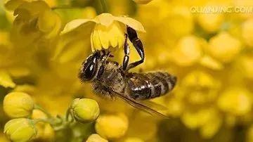 你吃一勺蜜是10只蜜蜂用了一生的劳作换来的