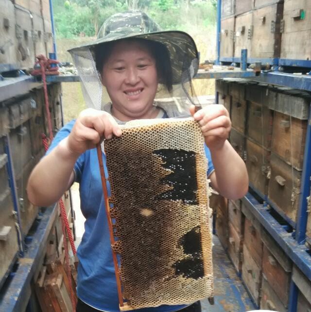 蜂农最高兴的时刻，收获蜂蜜