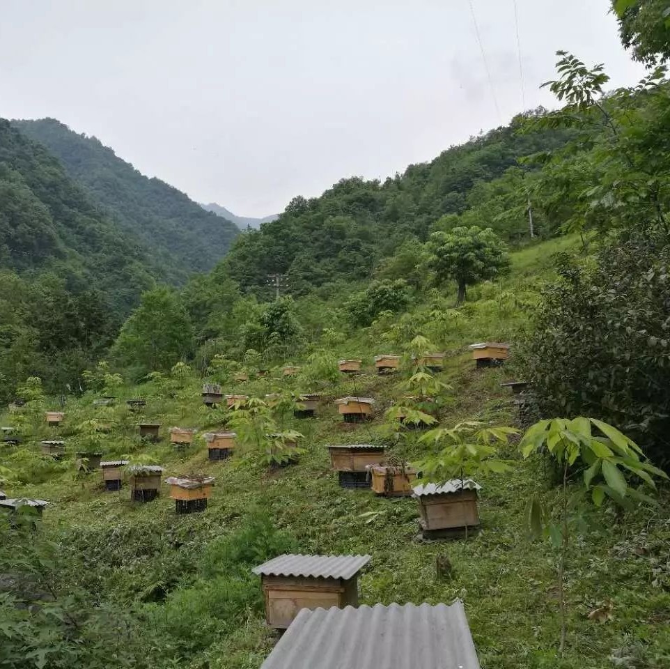 莒县华康蜂蜜厂招聘 蜂蜜菊花晶 蜂蜜蜂皇 蜂蜜罐子图片 蜂蜜巢的作用