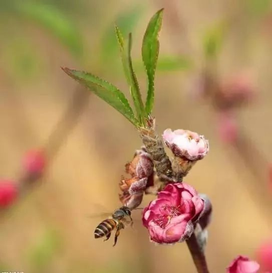 蜂蜜健脾 蜂蜜会引起宫缩吗 蜂蜜众筹 蜂蜜是单糖 蜂蜜吃法