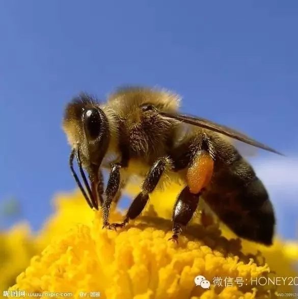 怎么分辨蜂蜜的好坏 早上空腹喝蜂蜜加牛奶 肺炎能吃蜂蜜吗 蜂蜜的美容方法 蜂蜜与红豆