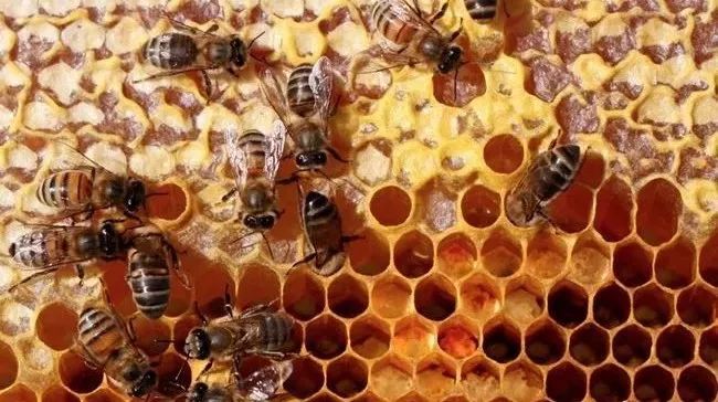 百花牌蜂蜜 养血 保温杯能放蜂蜜吗 番泻叶加蜂蜜 晚上睡前吃蜂蜜