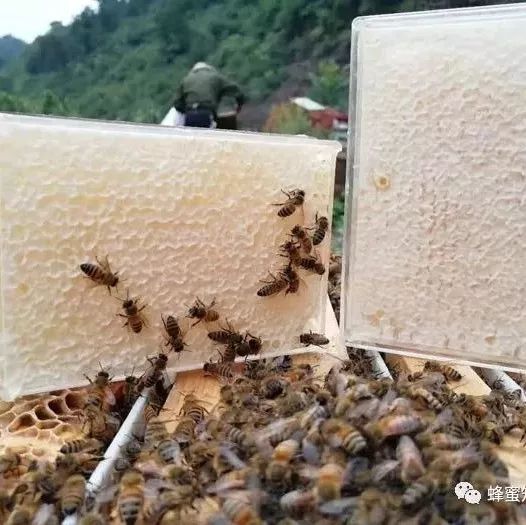 蜂蜜加醋减肥法 蜂蜜怎样美容 蜂蜜含的是什么糖 蜂蜜和姜一起喝有什么好处 比较的蜂蜜