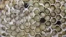 蜂蜜早晨怎么喝 蛋清蜂蜜面粉面膜的功效与 农场蜂蜜怎么获得 珍珠粉蜂蜜面膜比例 草蕴集坊复合蜂蜜膏