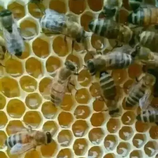风热感冒能喝蜂蜜吗 阿胶可以加蜂蜜 蓝莓蜂蜜做法 怎样区分蜂蜜的真假 没有腥味的蜂蜜不好是吗