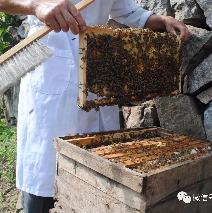 蜂蜜变酸了还能吃吗 蜂蜜柠檬果酱 制首乌加蜂蜜 澳洲蜂蜜康维他 奶粉和蜂蜜可以一起喝吗