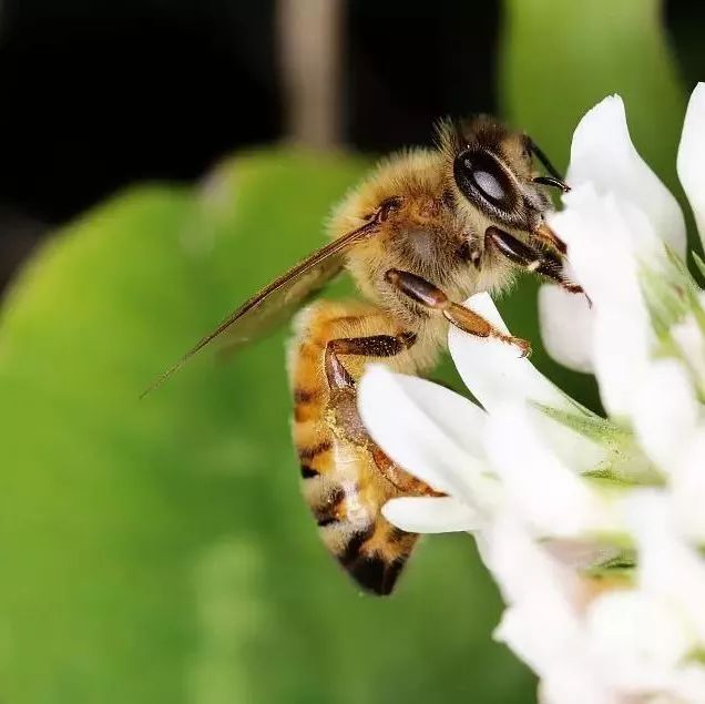 吃过蜂蜜 但是你知道蜜蜂如何采蜜的吗