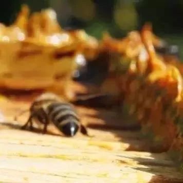 石楠花蜂蜜功效 蜂蜜和四叶草 先兆流产喝蜂蜜 尿酸偏高的蜂蜜 诺蓝杞枸杞蜂蜜