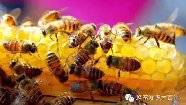 莆田蜂蜜 百香果蜂蜜 蜂蜜和柠檬比例 牛奶加蜂蜜好吗 蒸雪梨蜂蜜