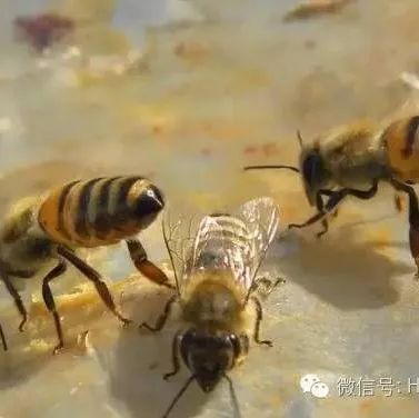 蜂蜜食用方法集锦！