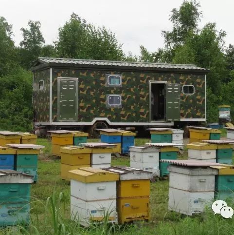 蜂种推介｜买优质种王，就到吉林省养蜂科学研究所