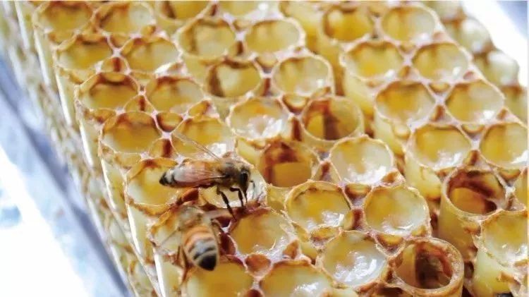 马努卡蜂蜜功效 阴性蜂蜜 每天喝蜂蜜好吗 纯蜂蜜哪个牌子好 孕妇蜂蜜醋
