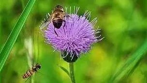 蜂蜜三年上面黑色 蜂蜜手工皂配方 蜂蜜面膜怎么样 扁桃体发炎黑木耳蜂蜜 用蜂蜜洗脸