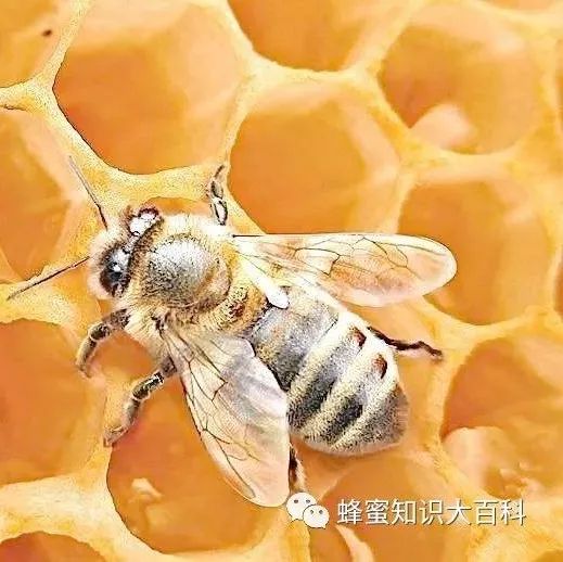 蜂蜜萝卜止咳 蜂蜜血糖升 用蜂蜜洗脸好吗 经期可以喝蜂蜜玫瑰吗 熊怎么吃蜂蜜