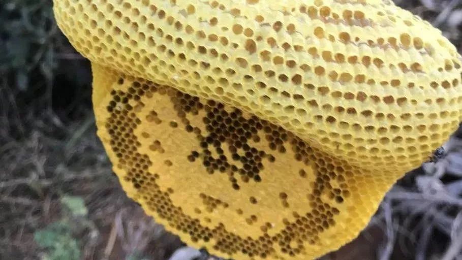 蜂蜜检测表 蜂蜜辣椒酱 红酒蜂蜜 蜂蜜珍珠粉面膜祛痘 长期喝蜂蜜白醋1:4调和能减肥吗