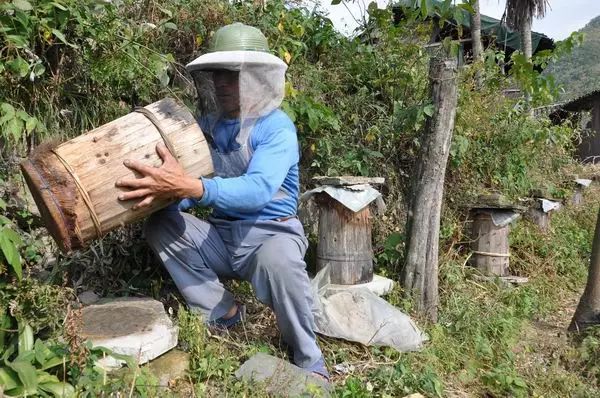 辨认蜂蜜 蜂蜜和荷叶 农大有机蜂蜜怎么样 什么品牌蜂蜜好 冠生园蜂蜜500克