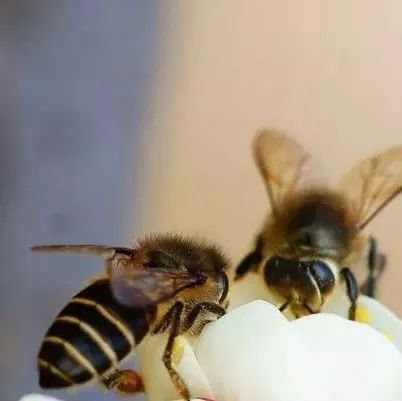 现在蜂蜜一斤多少钱 蜂蜜对健身 蜂蜜塑料勺 门源蜂蜜的价格 买纯天然蜂蜜