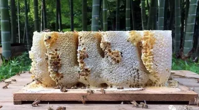 蜂蜜创业计划 口袋妖怪蜂蜜 伊藤千晃蜂蜜幸运草 蜂蜜和什么冲突 蜂蜜排名