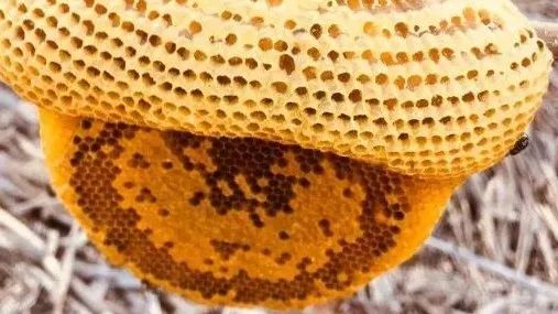 关于小排蜂蜜巢蜜  你不知道的那些事儿