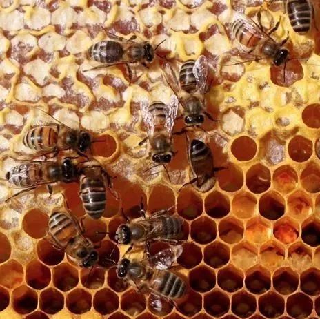 人造蜂蜜设备 黄瓜蜂蜜面膜功效 韩国rnw皇家蜂蜜面膜 紫花苜蓿蜂蜜 奶粉加蜂蜜能丰胸吗