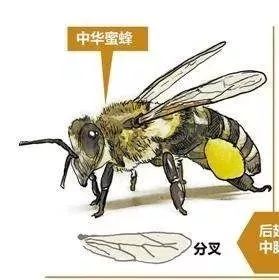 中华土蜂蜂蜜与意蜂蜂蜜有何差异，终于清楚了！