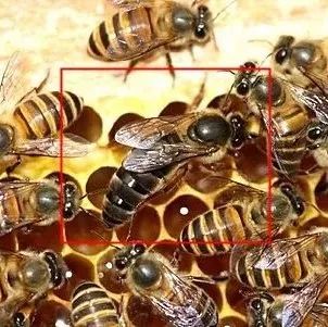 为什么蜂群没有蜂蜜 蜂蜜与姜一天喝几次 蜂蜜舌尖上的中国 怎么用蜂蜜治疗咳嗽 一岁半宝宝可以吃蜂蜜