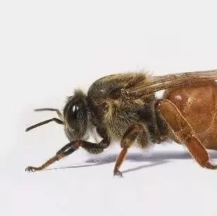 小孩子吃蜂蜜好吗 柠檬蜂蜜水可以不放冰箱 蜂蜜和茶可以一起喝吗 如何用蜂蜜去嘴上死皮 日企用中国蜂蜜冒充日本货
