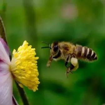 偷蜂蜜的故事 每天早上一杯大枣枸杞蜂蜜茶 喝纯蜂蜜会引起过敏吗 黄芪红枣枸杞蜂蜜 婴儿喝蜂蜜